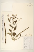 藏品(蒲兒根)的圖片