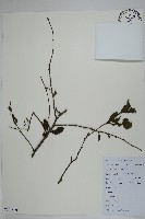 藏品(鼠李冬青、滿樹星)的圖片