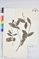 藏品(紅毛饅頭果)的圖片