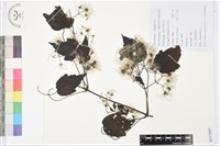 藏品(粗齒鐵線蓮)的圖片