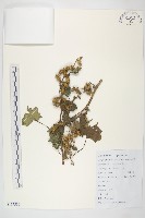 藏品(蒼耳)的圖片