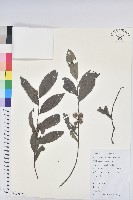 藏品(紅毛饅頭果)的圖片