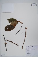 藏品(棕毛獼猴桃)的圖片