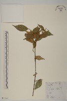 藏品(百齒衛矛)的圖片