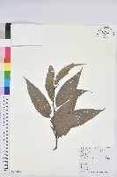 藏品(錐栗)的圖片