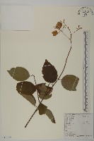 藏品(昆明山海棠)的圖片