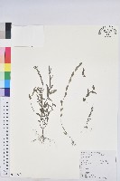 藏品(蜜柑草)的圖片