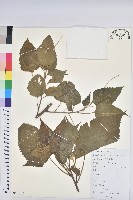 藏品(假扎包葉)的圖片