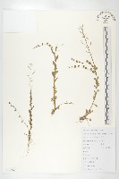 藏品(水田碎米薺)的圖片