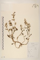 藏品(鼠麴草)的圖片