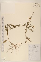 藏品(雞兒腸)的圖片