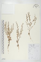 藏品(臭濱芥、臭薺)的圖片