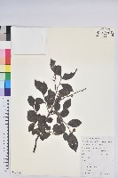 藏品(米飯花)的圖片