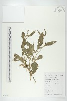 藏品(無瓣蔊菜)的圖片