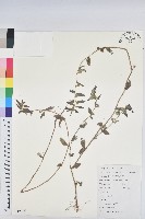 藏品(乳仔草)的圖片