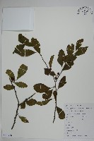 藏品(鼠李冬青、滿樹星)的圖片