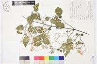 藏品(粗齒鐵線蓮)的圖片