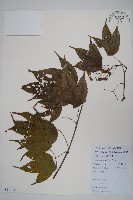 藏品(毛果槭)的圖片