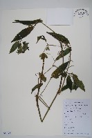 藏品(九頭獅子草)的圖片