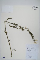 藏品(青葙)的圖片