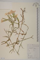 藏品(苦茶、油茶)的圖片