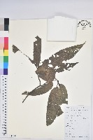 藏品(錐栗)的圖片