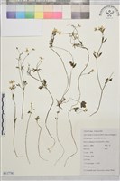 藏品(小毛茛)的圖片