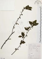 藏品(山胡椒)的圖片