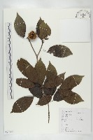 藏品(猴歡喜)的圖片