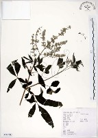 藏品(黃荊)的圖片