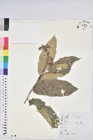 藏品(板栗)的圖片