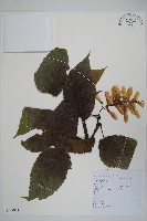 藏品(青榨槭)的圖片