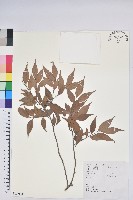 藏品(米飯花)的圖片