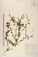 藏品(雞兒腸)的圖片