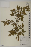 藏品(衛矛)的圖片