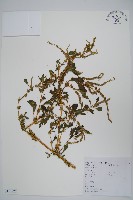 藏品(刺莧)的圖片