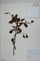 藏品(鼠李冬青、滿樹星)的圖片