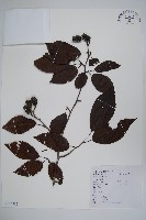 藏品(江南榿木)的圖片