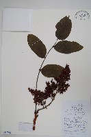 藏品(鹽膚木)的圖片