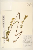 藏品(一枝黃花)的圖片