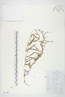 藏品(田旋花)的圖片