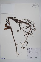 藏品(小花倒提壺)的圖片