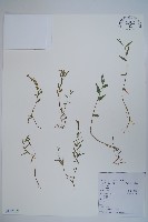 藏品(半邊蓮、鐮磨仔草)的圖片