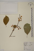 藏品(南蛇藤)的圖片