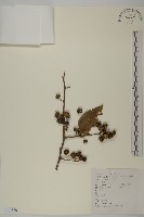 藏品(哥蘭葉)的圖片