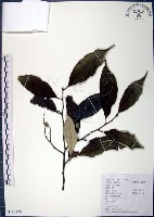 藏品(紅皮、葉下白、赤仔尾)的圖片