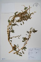 藏品(刺莧)的圖片