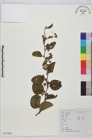 藏品(馬甲子)的圖片