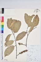 藏品(華南栲)的圖片