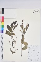 藏品(茅栗)的圖片